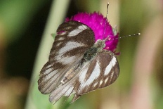 Erebia albifasciata - Gestreifter Albatros